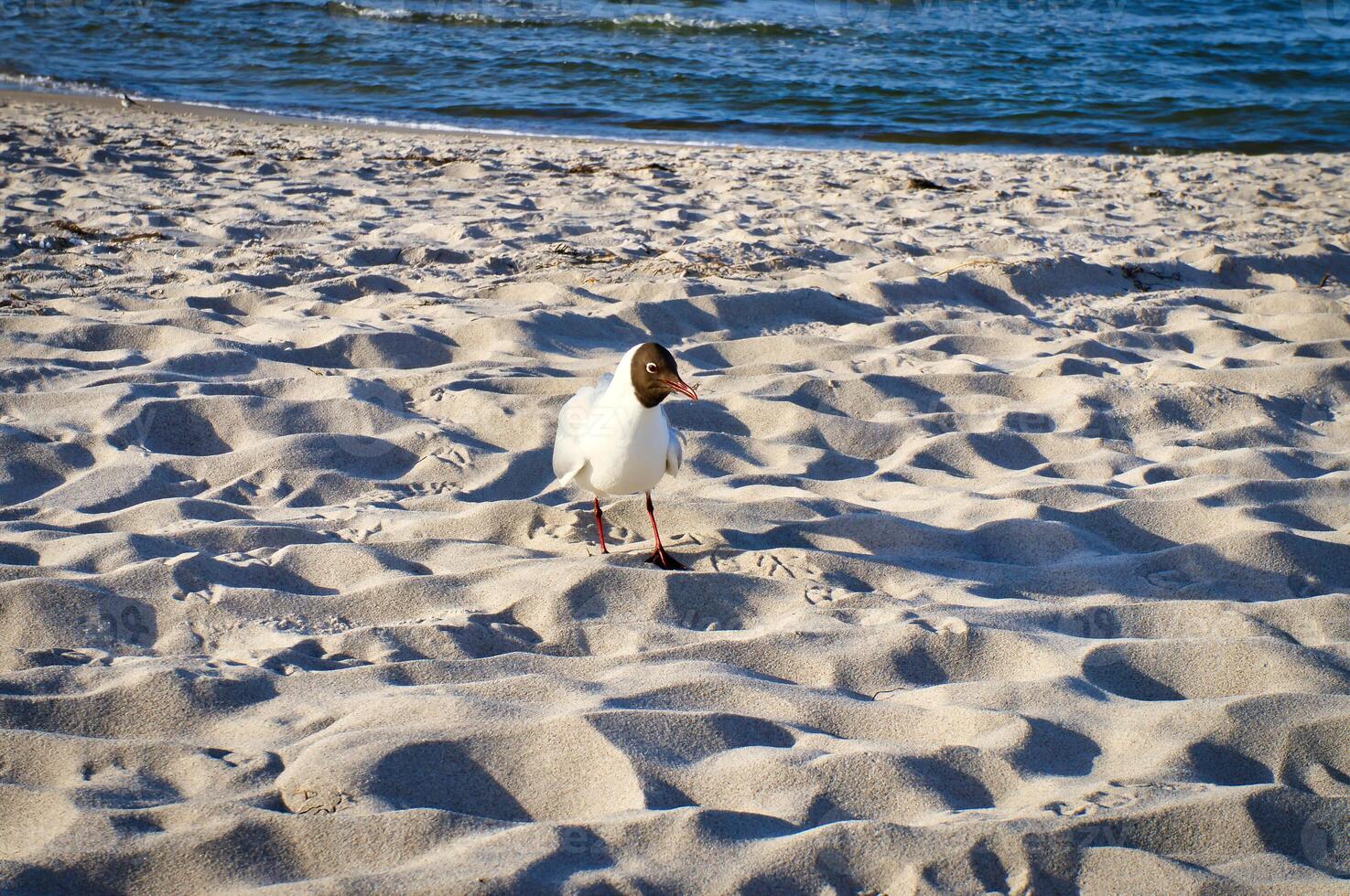 Gaviota en el playa de gusto pájaro camina el playa en frente de el báltico mar foto