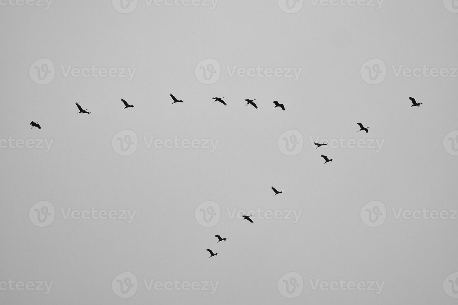 grúas mosca en v formación en el cielo. migratorio aves en el Darse. negro blanco foto