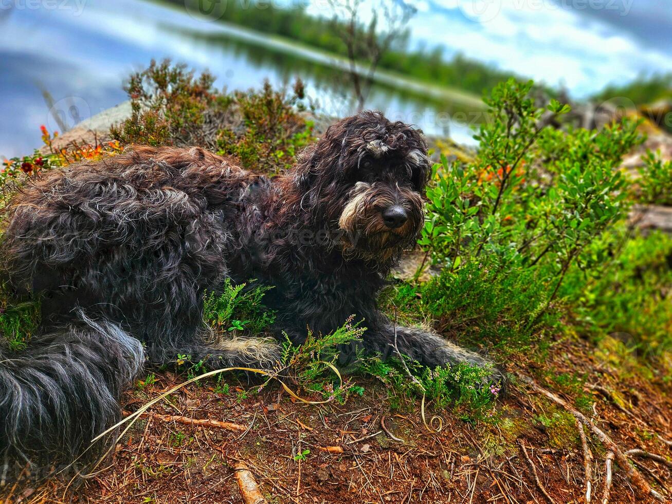 Portrait of a Goldendoodle dog. The dog is lying by the lake. With curly black fur photo