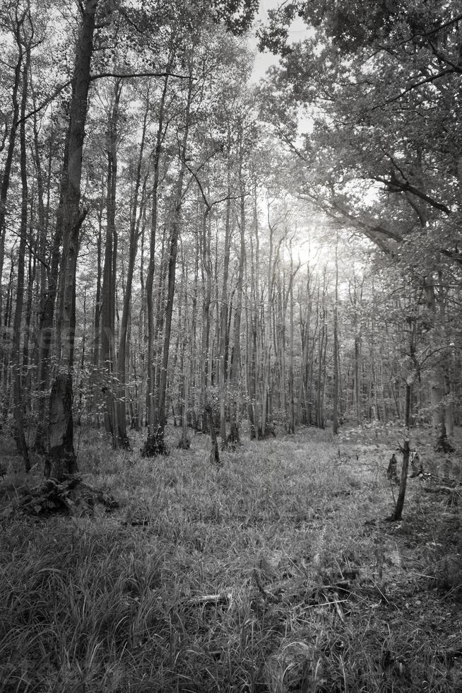 View into a deciduous forest with grass-covered forest floor in black and white photo