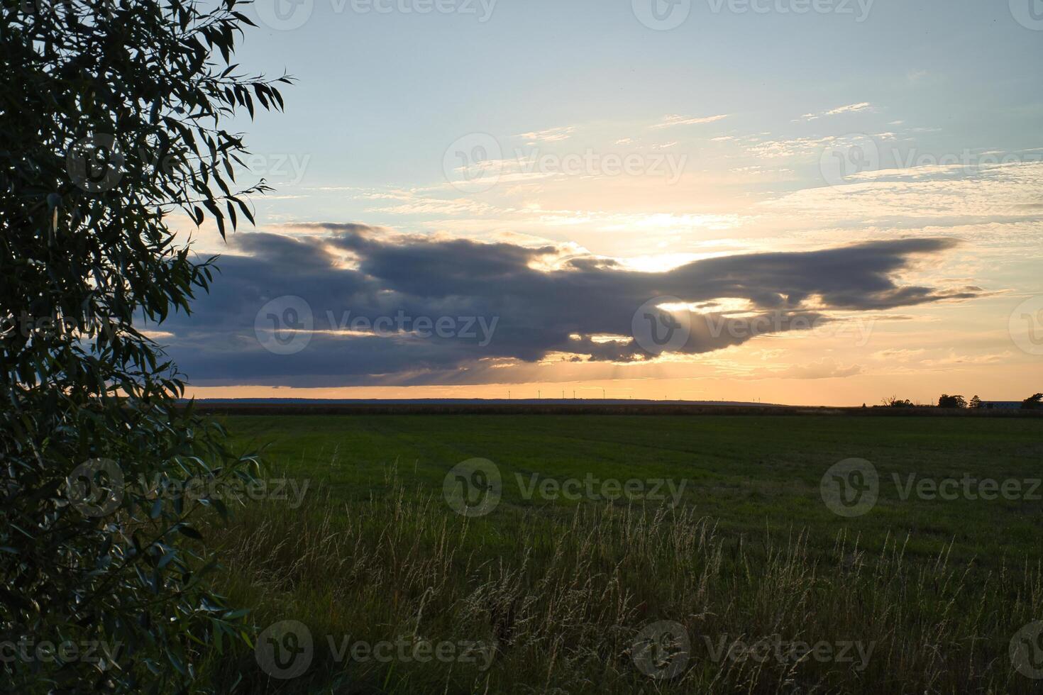 Sunset at the edge of a forest bordering a field in Sweden on the island of Oeland photo