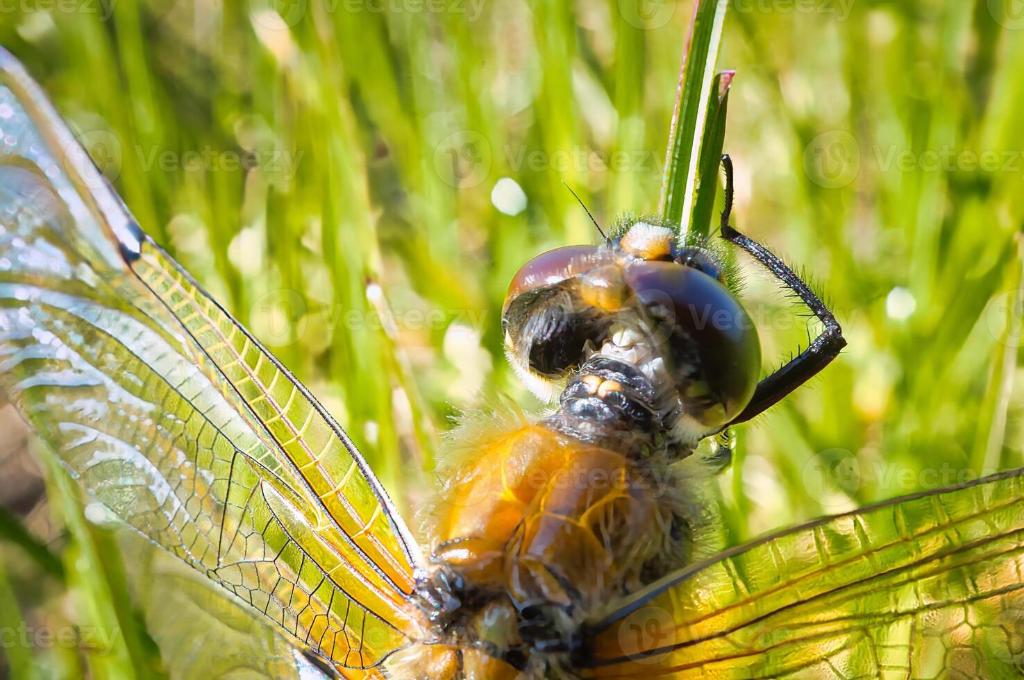 Dragonfly in the green grass. Macro shot of an insect in nature. Animal photo