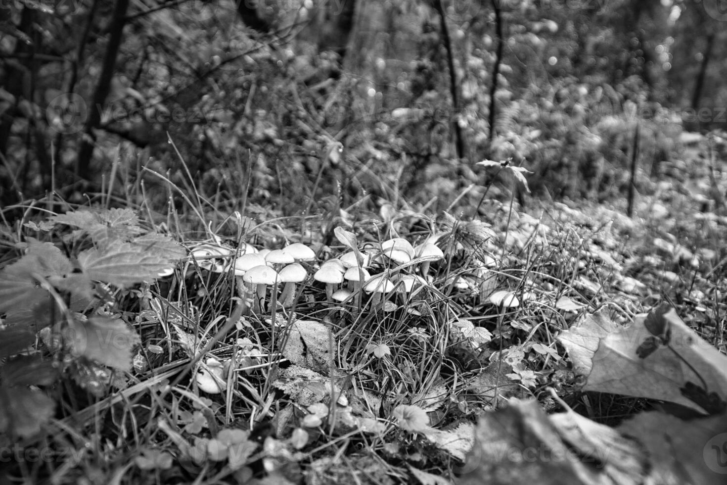 A group of mushrooms in the forest on the forest floor. Moss, pine needles. photo
