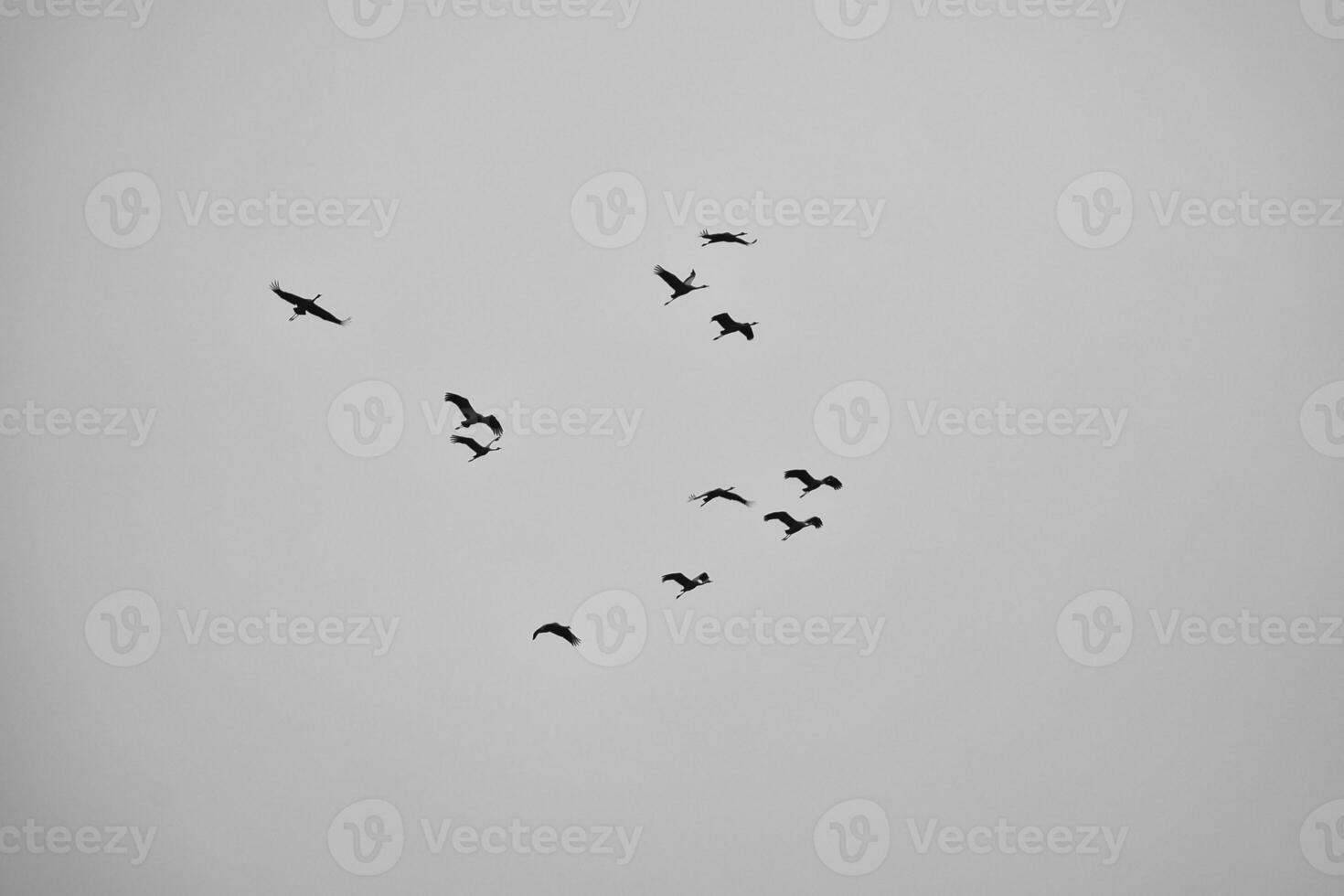 Cranes fly in V formation in the sky. Migratory birds on the Darss. black white photo