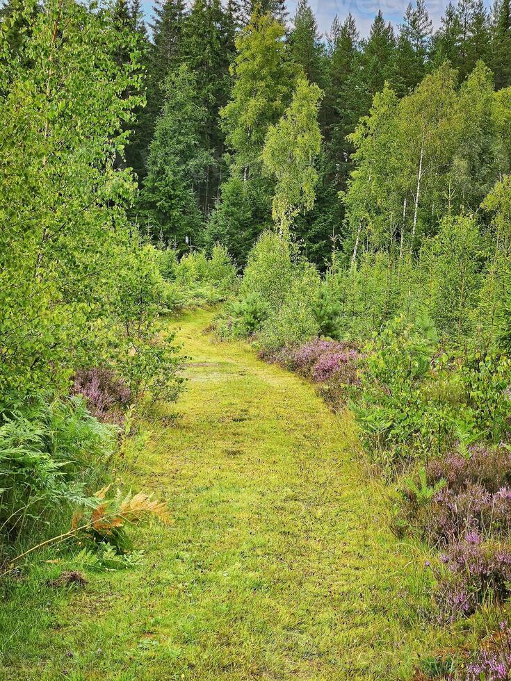 Forest path overgrown with grass. Heather at the edge of the path. Trees and forest photo