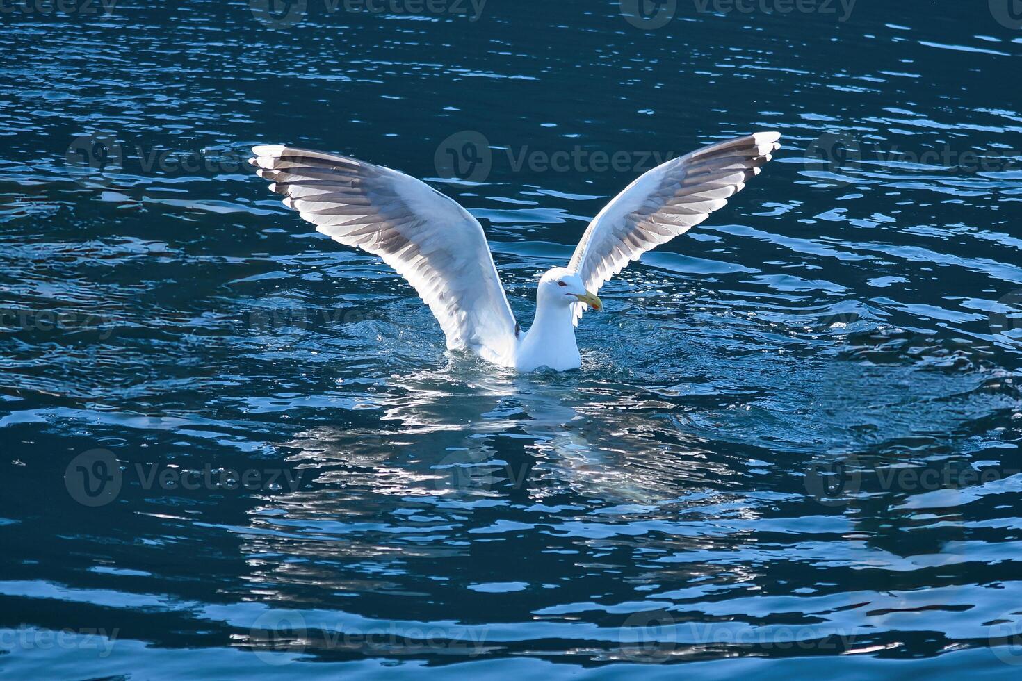 Seagulls in the water in a fjord in Norway. Daylight glistens in the sea. Animal photo