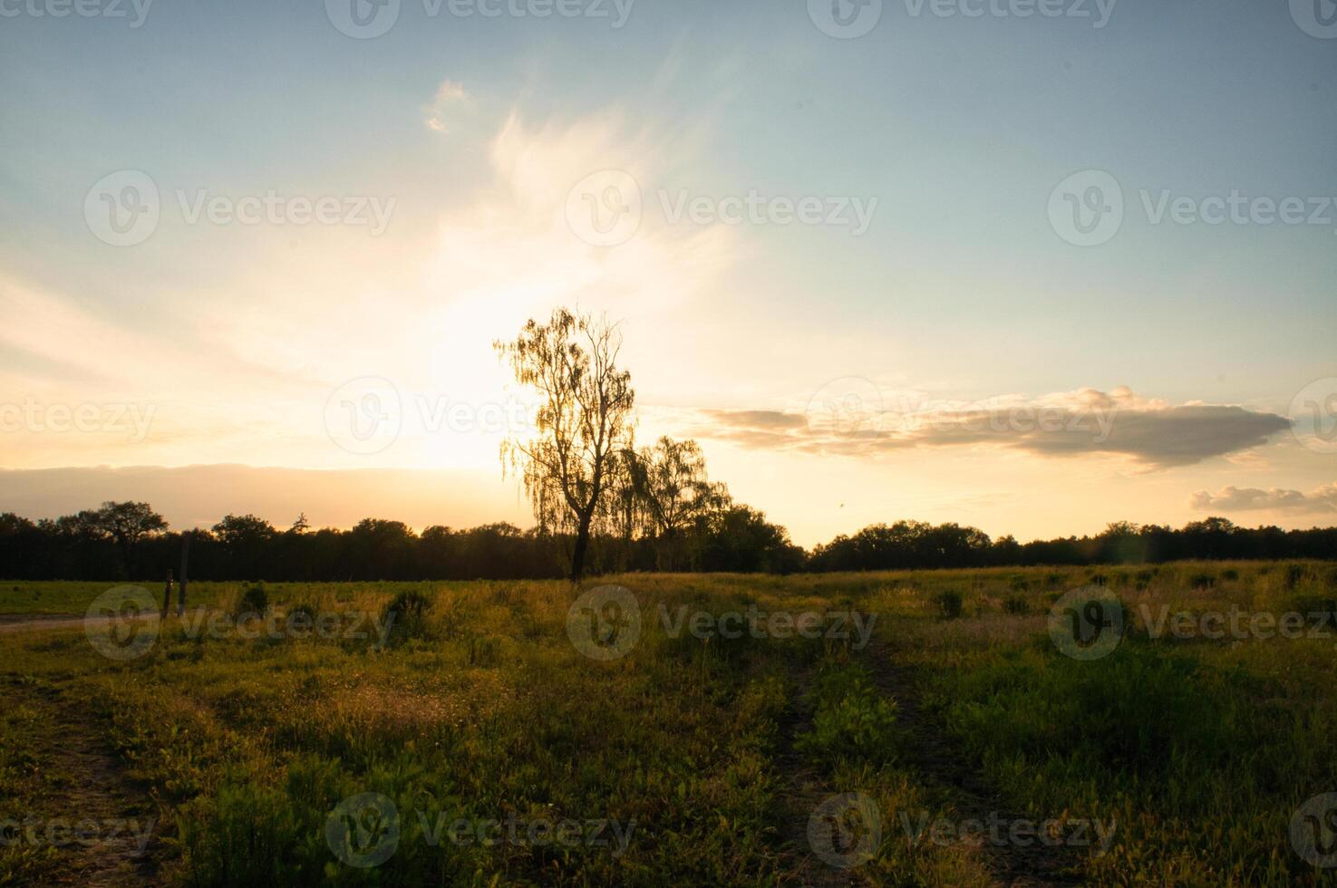 forest path in the neuruppina heath. in autumnal light mood. the foliage shines photo