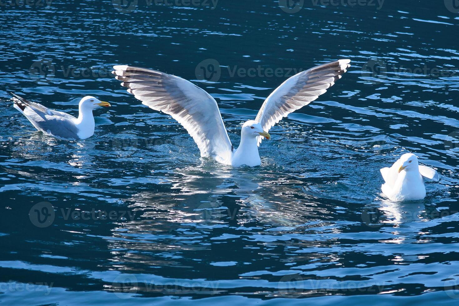 Seagulls in the water in a fjord in Norway. Daylight glistens in the sea. Animal photo