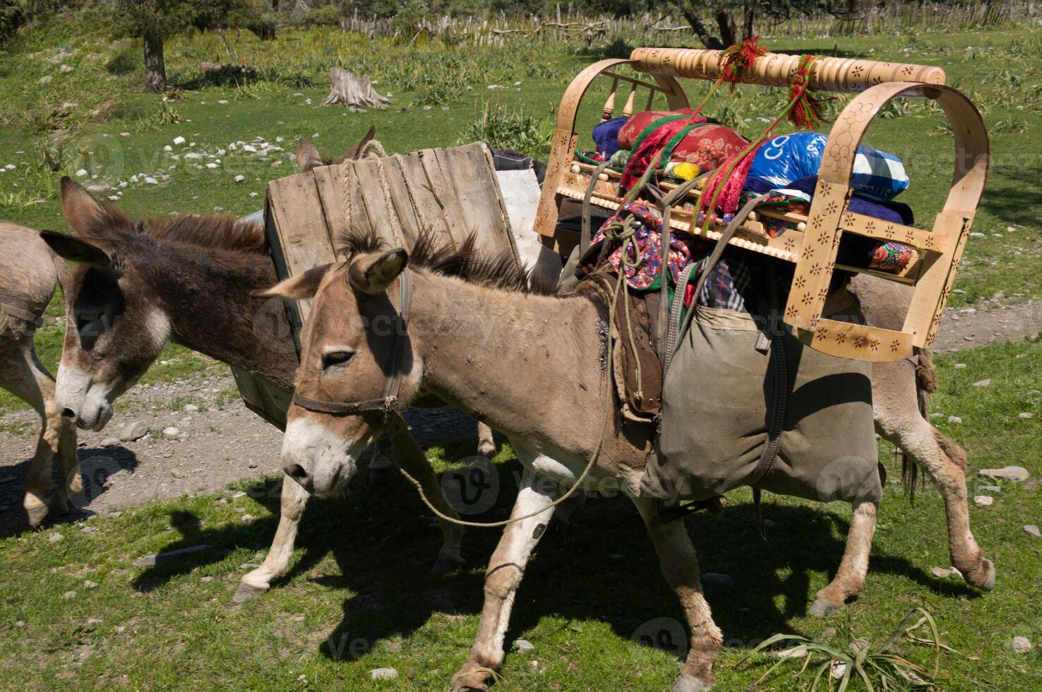 A donkey carries a traditional baby cradle on its back, walking beside a companion in a grassy meadow. photo