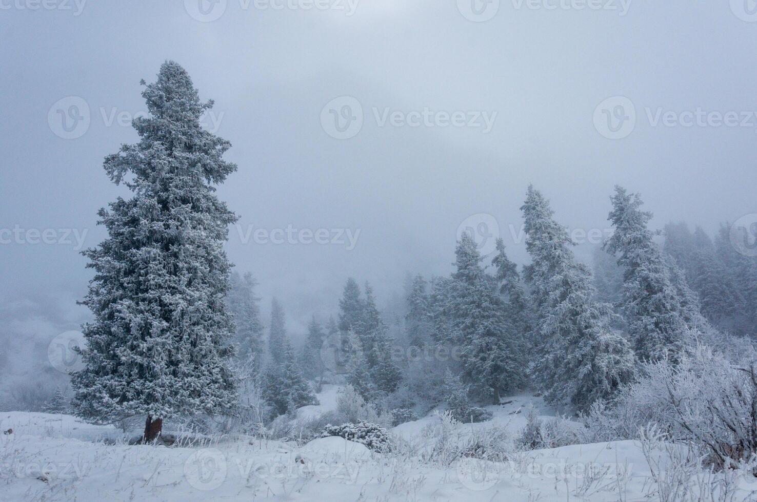 Frosted spruce trees, snow-covered ground, fog, winter, cold, white, silent, nature, mountain, untouched landscape photo