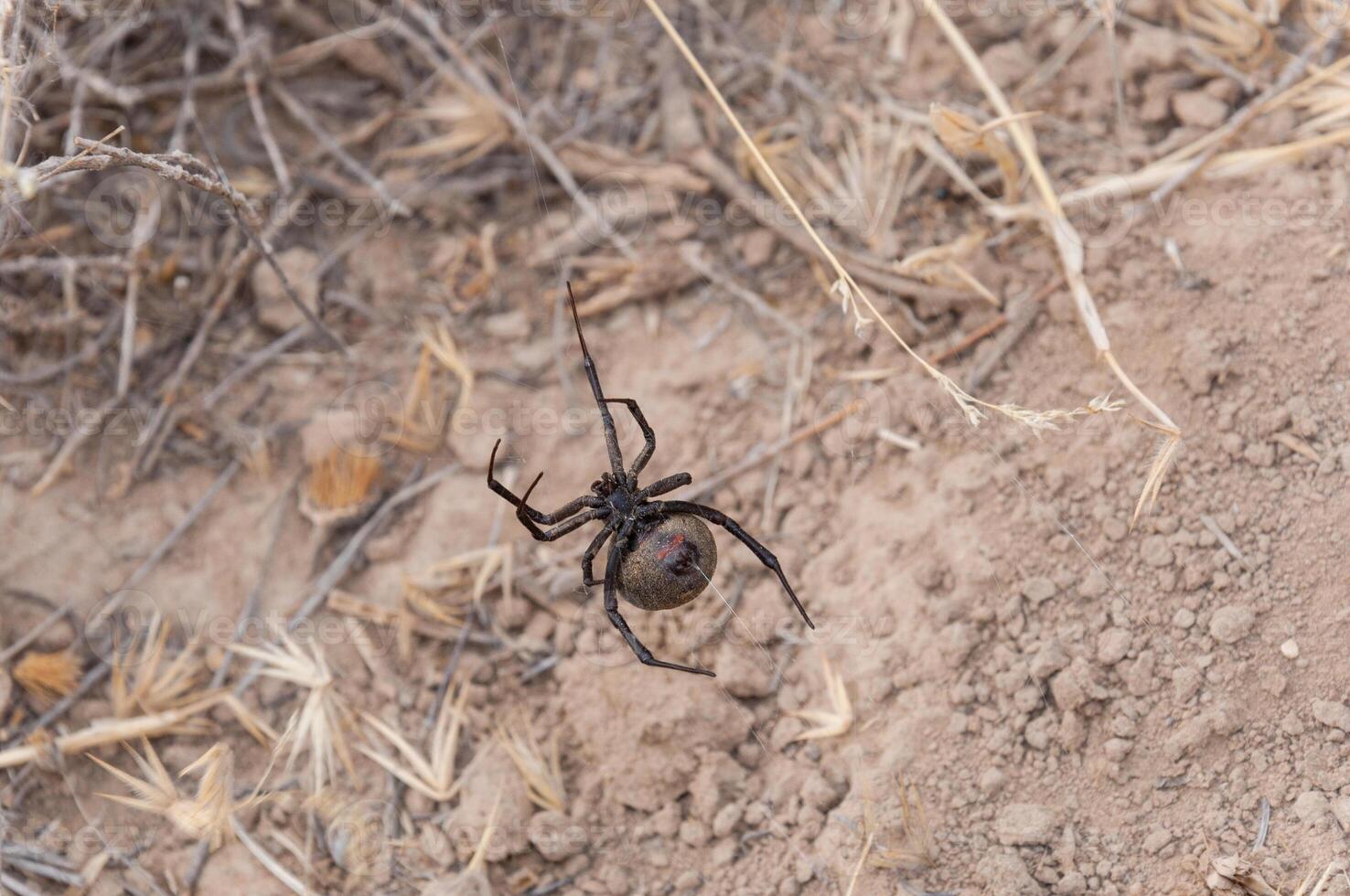 In the stark desert, a Black Widow spider, Latrodectus tredecimguttatus, known locally as Karakurt, presents stark red markings on its black body, signaling danger to passersby. photo