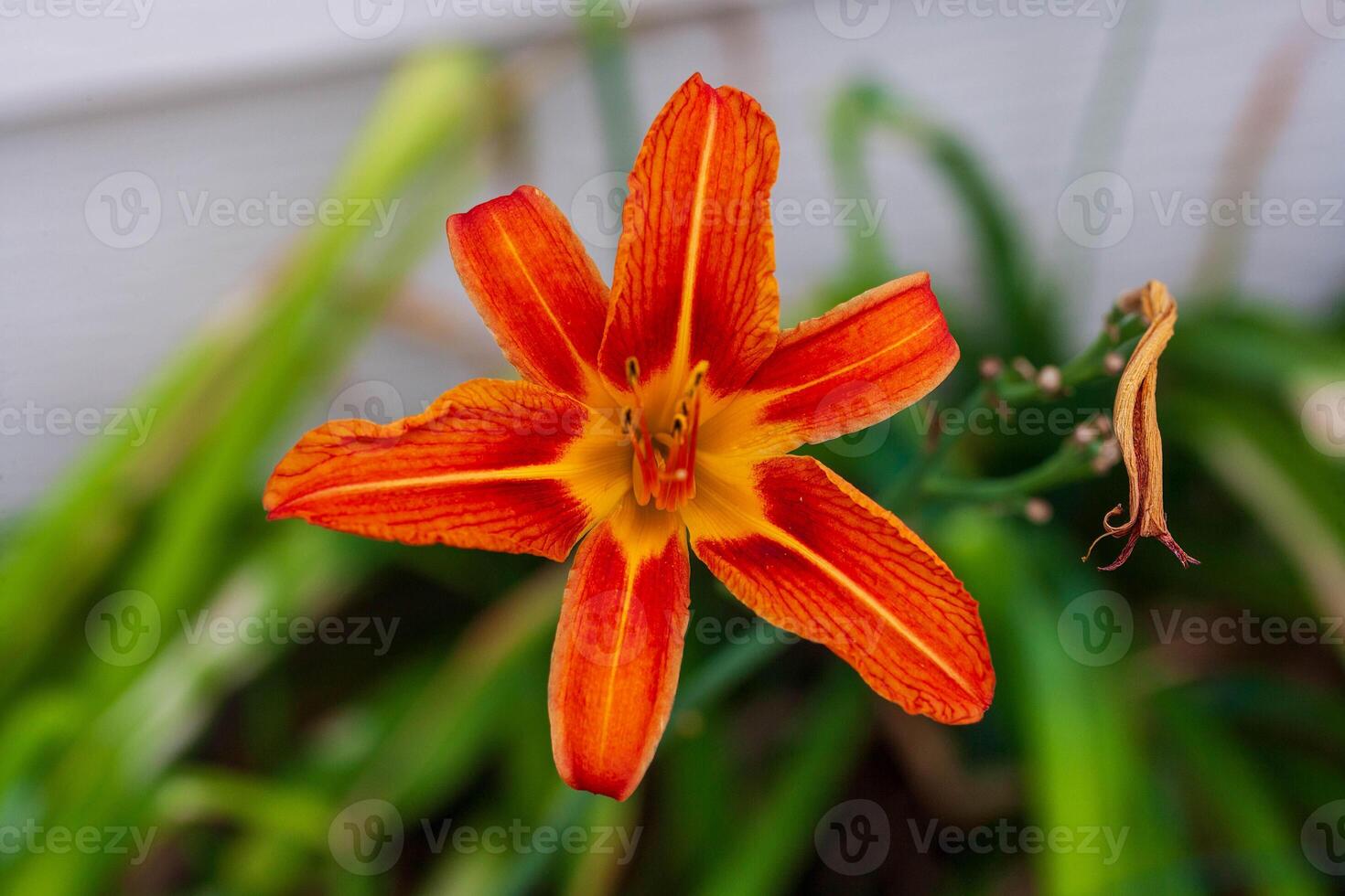 a new orange day lily in the shade waiting for some sunshine photo