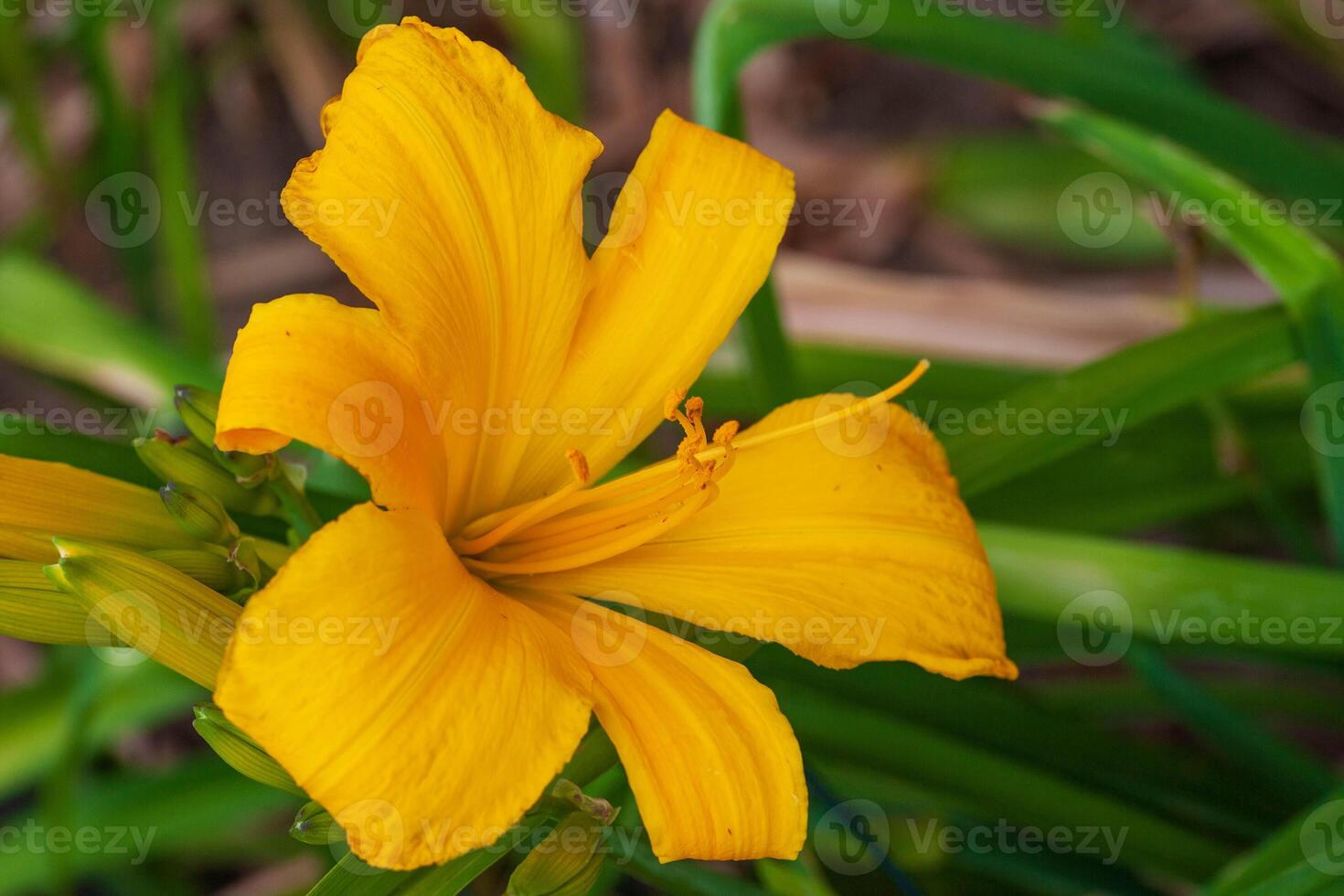 a close up view of yellow lily in the lily garden in early morning light photo
