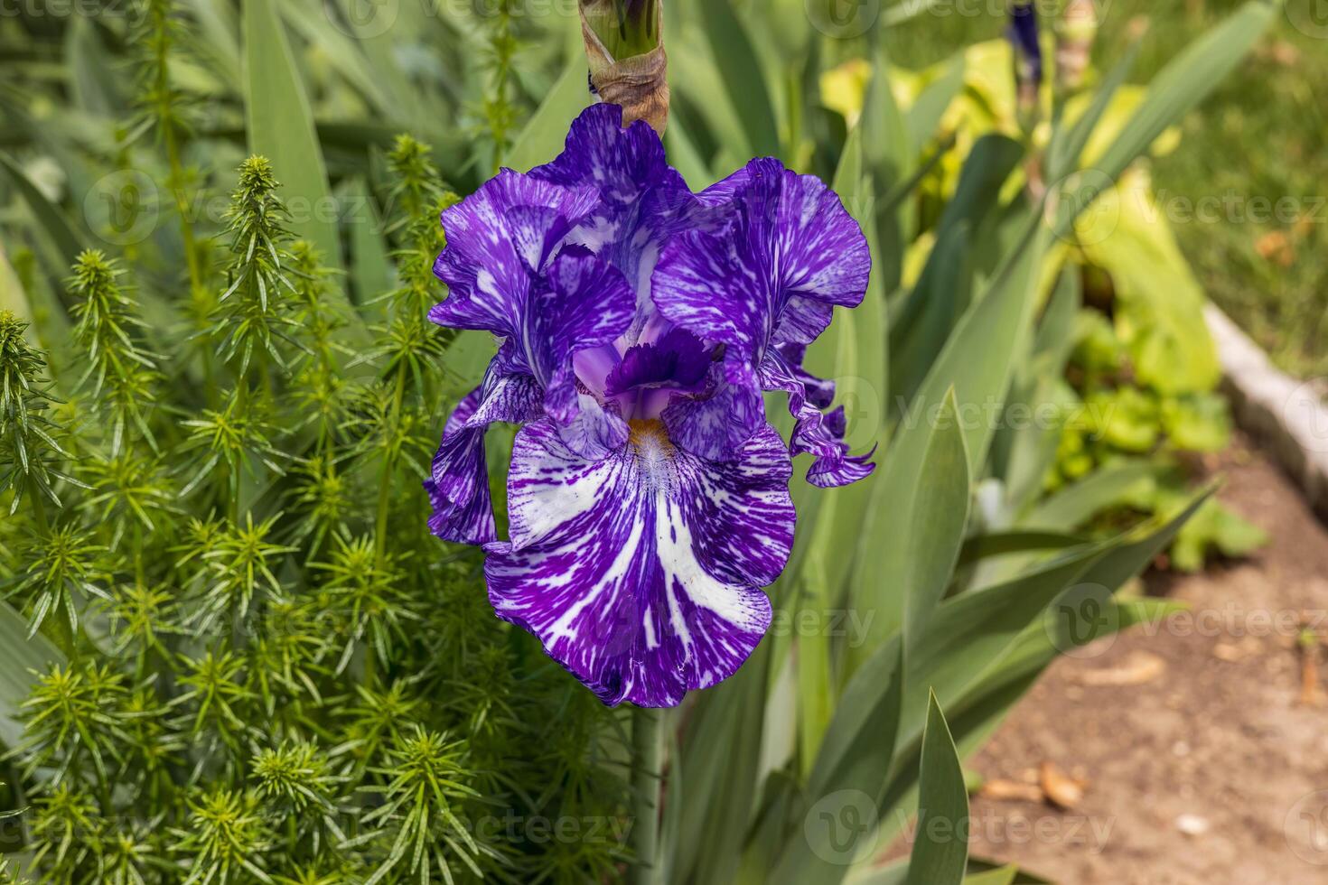 once this Blue bearded iris blossom opens up the flower turns purple within a day or so photo
