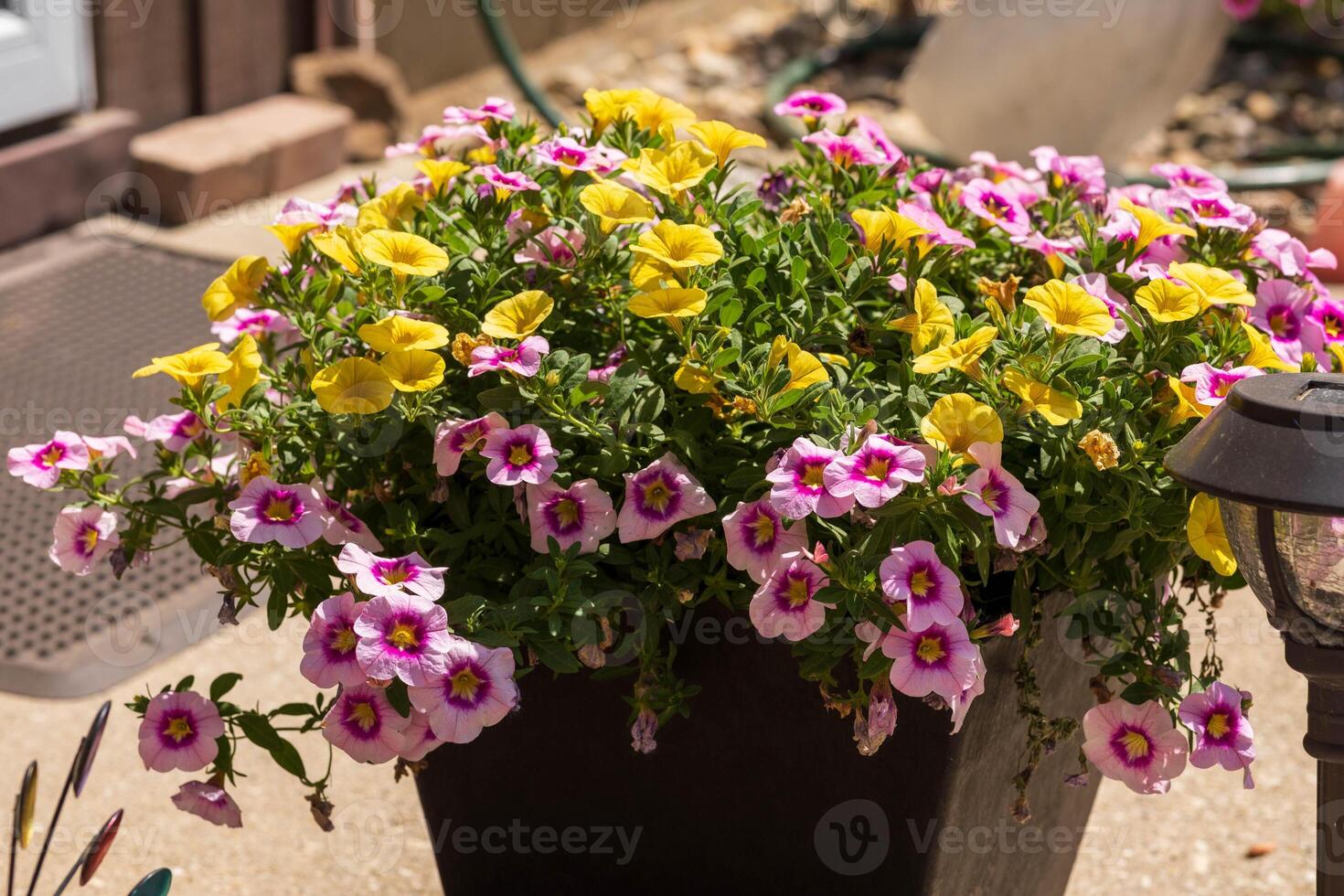 a side view of yellow and purple Million Bells blossoms in a planter photo