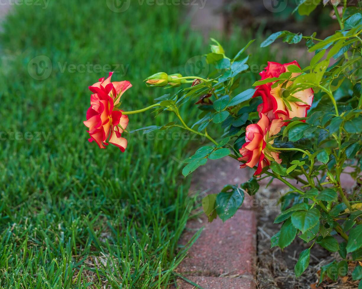 a side view of a red and yellow rose blooms early in the morning photo