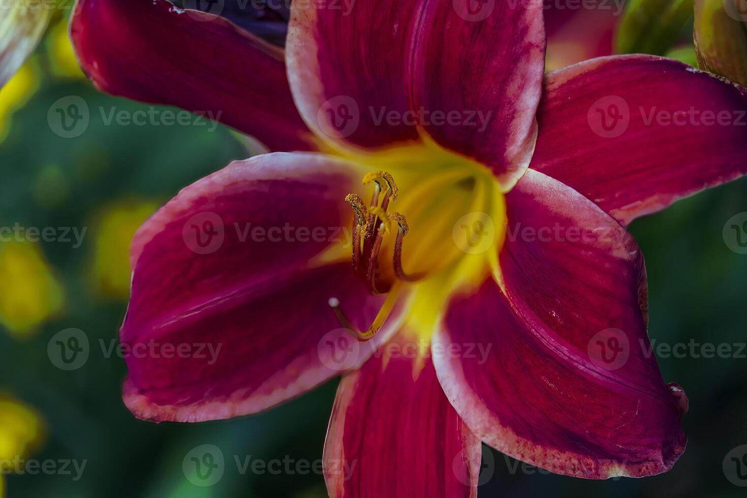 red and yellow lily blooming in the front garden photo