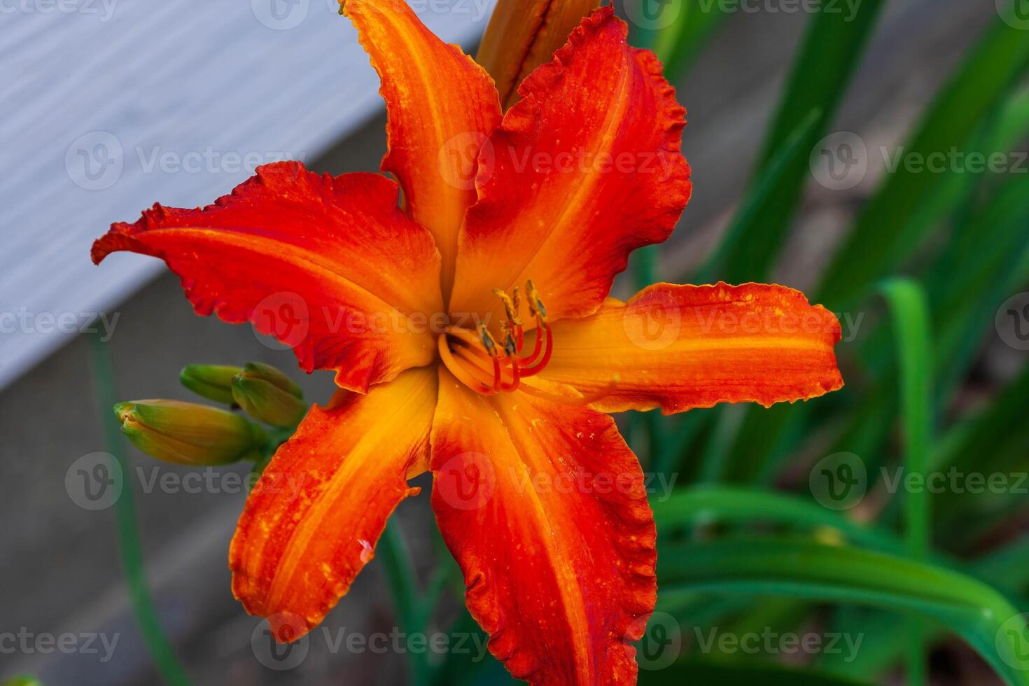 the first Primal Scream lily to open of the season photo