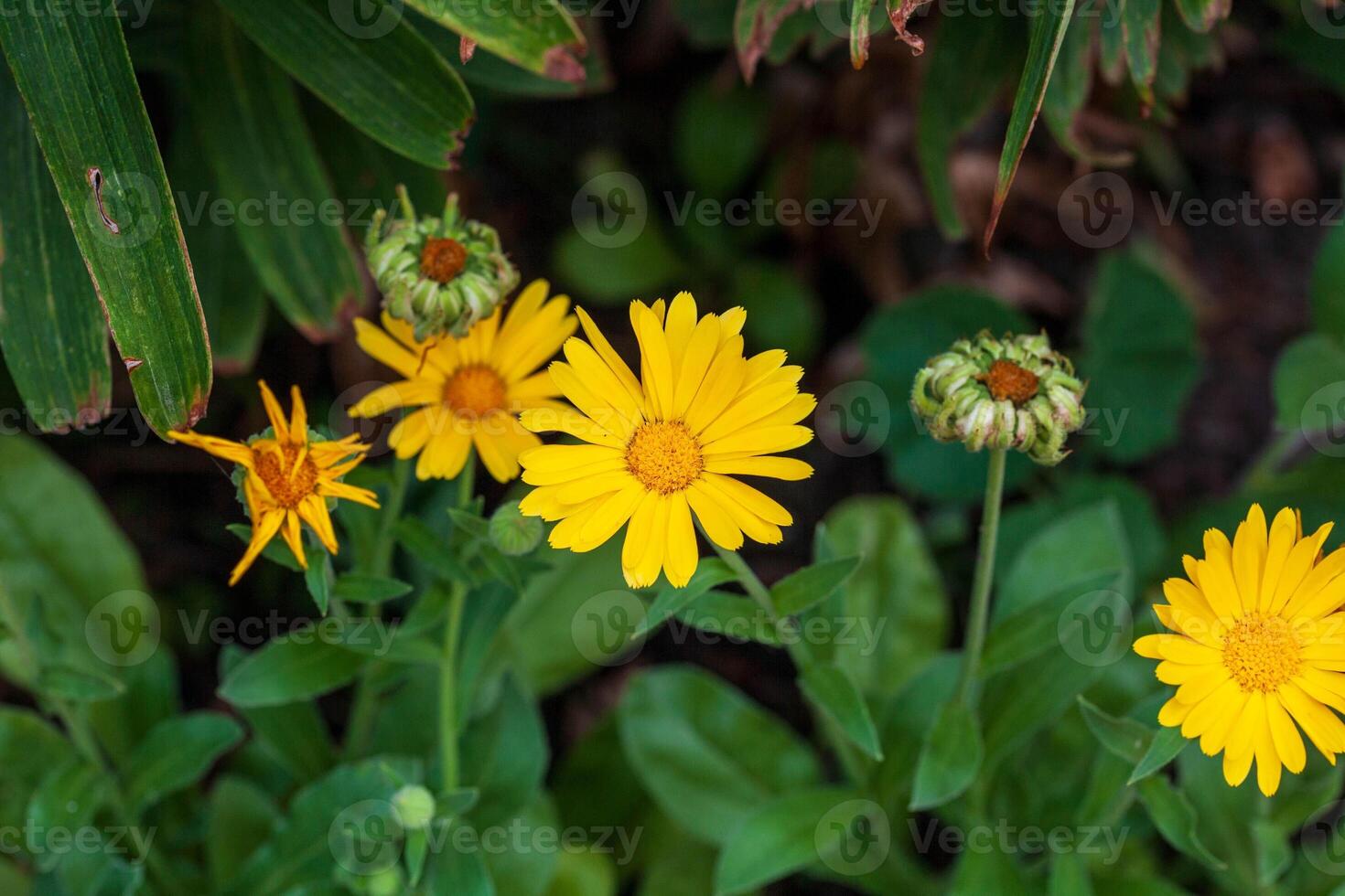a group of yellow field marigolds that recently opened in the back garden photo