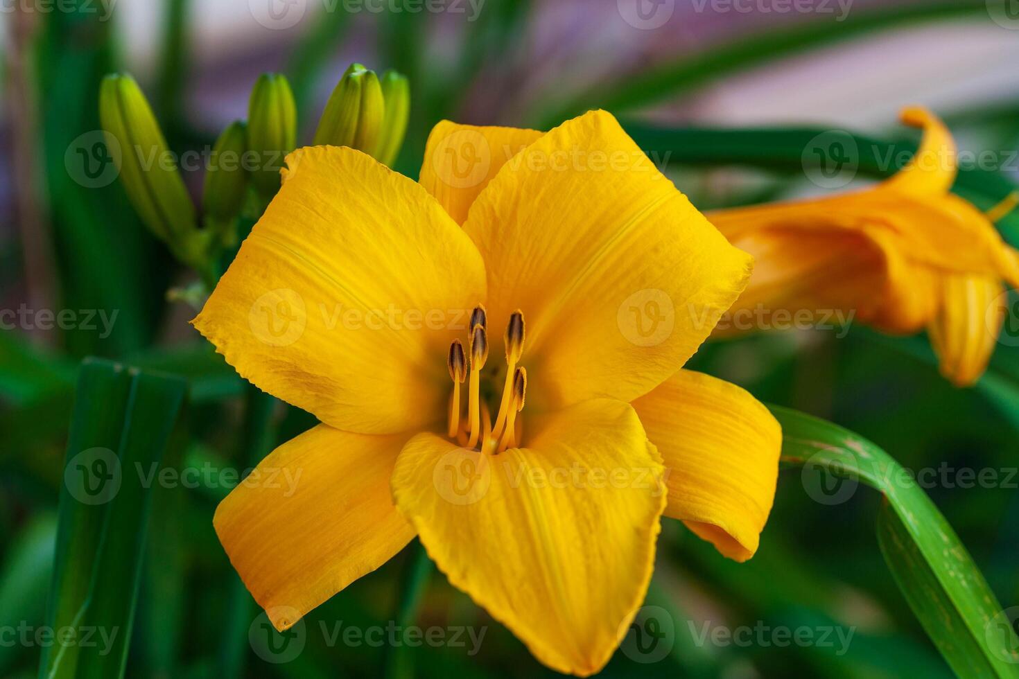close-up view of a yellow lily in the back garden photo