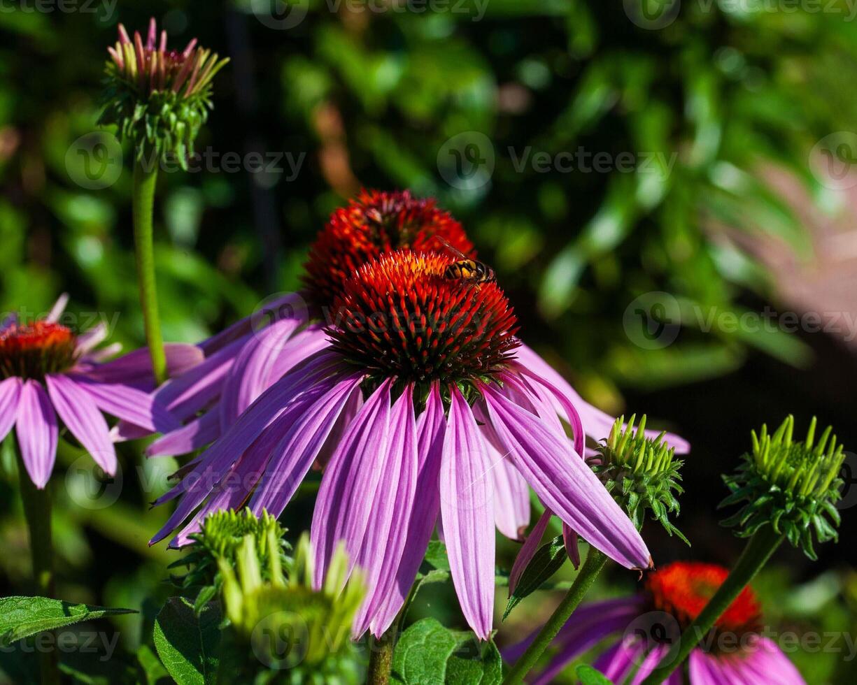 a small bee on a coneflower in the back garden photo