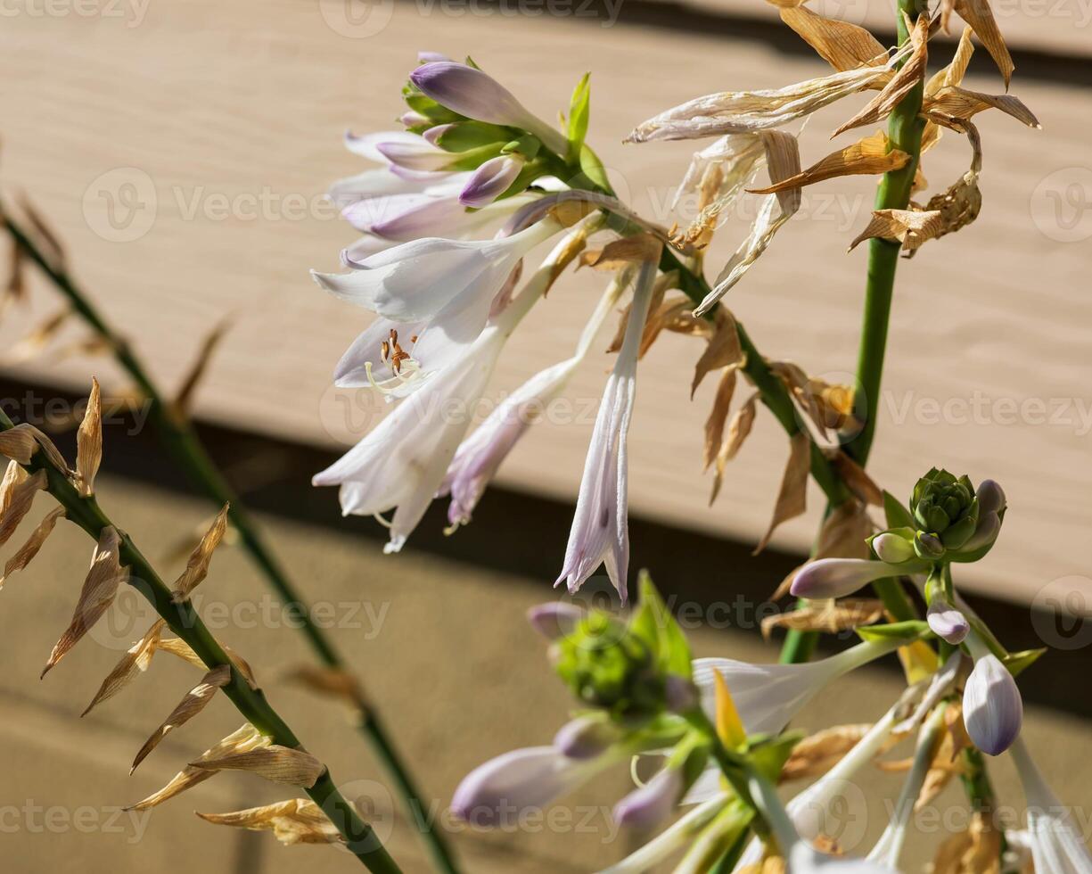 several white and lavender Hosta blooms in the Hosta Garden photo