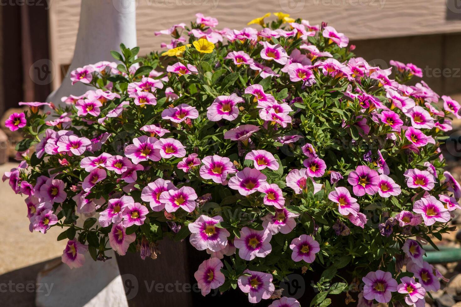 a side view of yellow and purple Million Bells blossoms in a planter photo