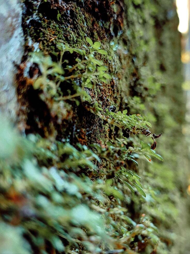 Moss plants, including parasitic plants, interfere with other plants photo