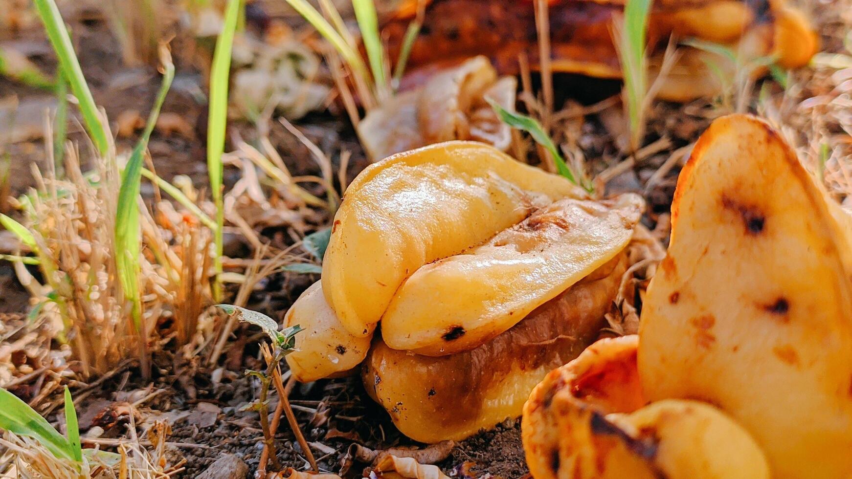 estrella Fruta ese caídas a el suelo y termina arriba podrido foto