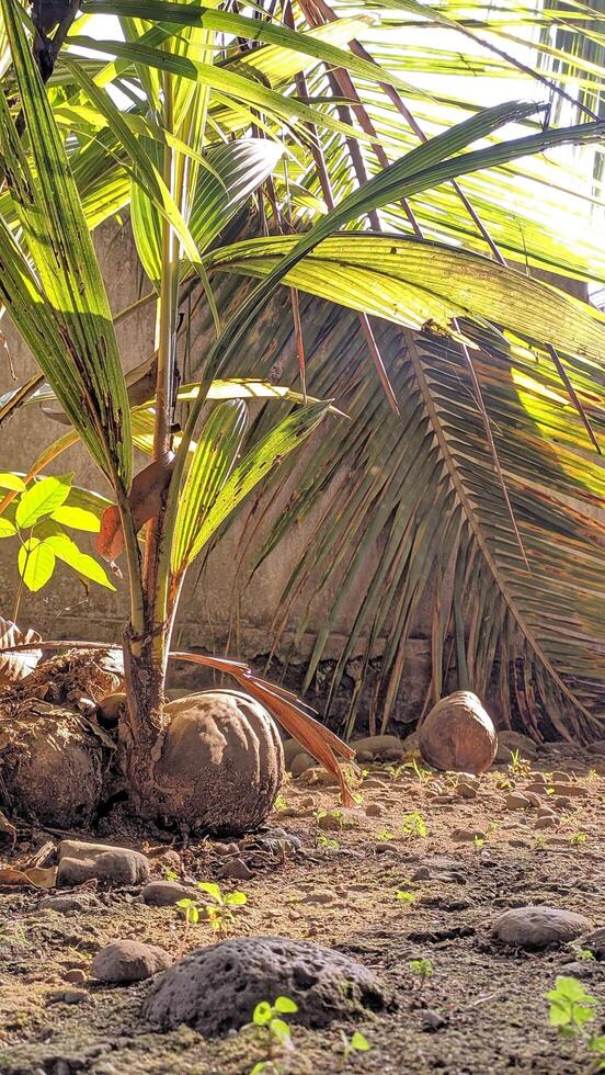 coconut shoots, old brown coconut with growing shoots photo