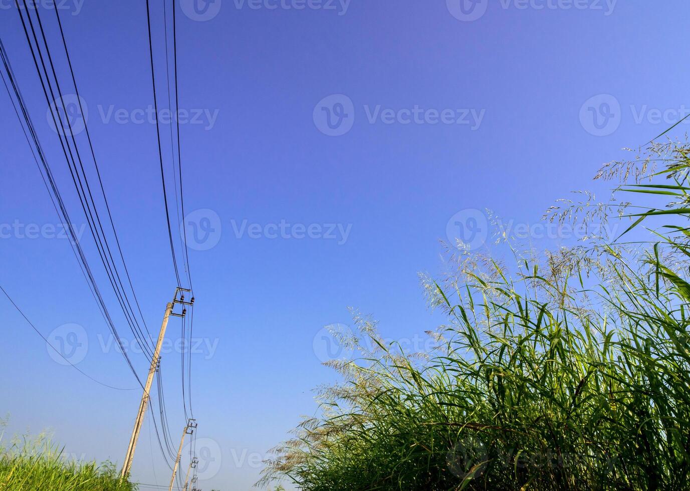 Phragmites karka grass flowers in the bright sunlight and fluffy clouds in blue sky photo