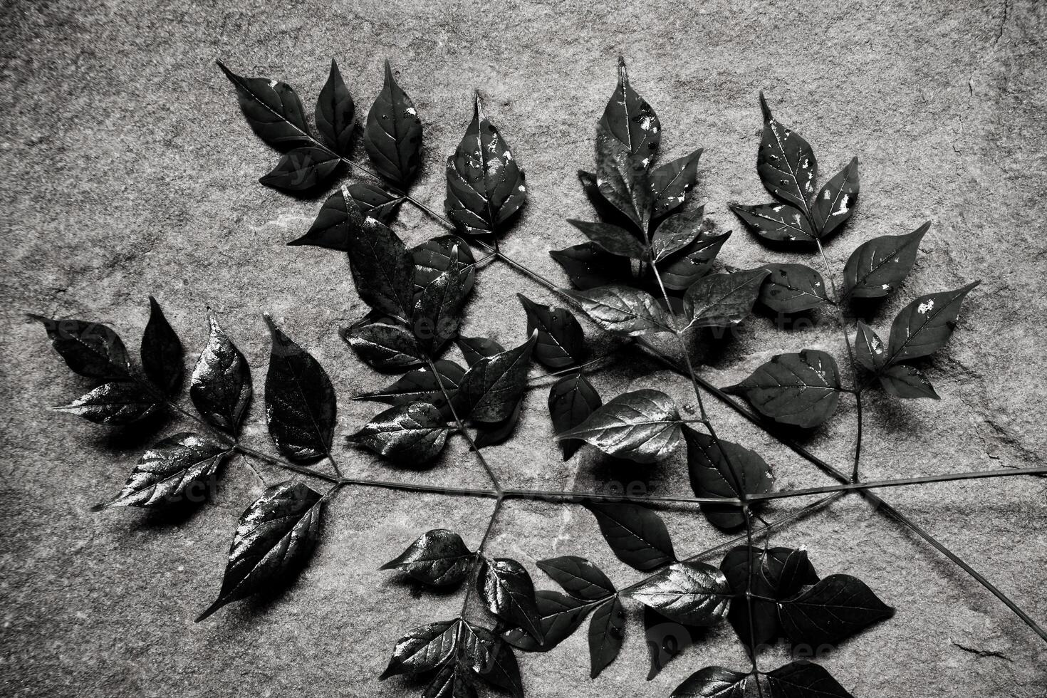 leaves placed on the stone slab photo