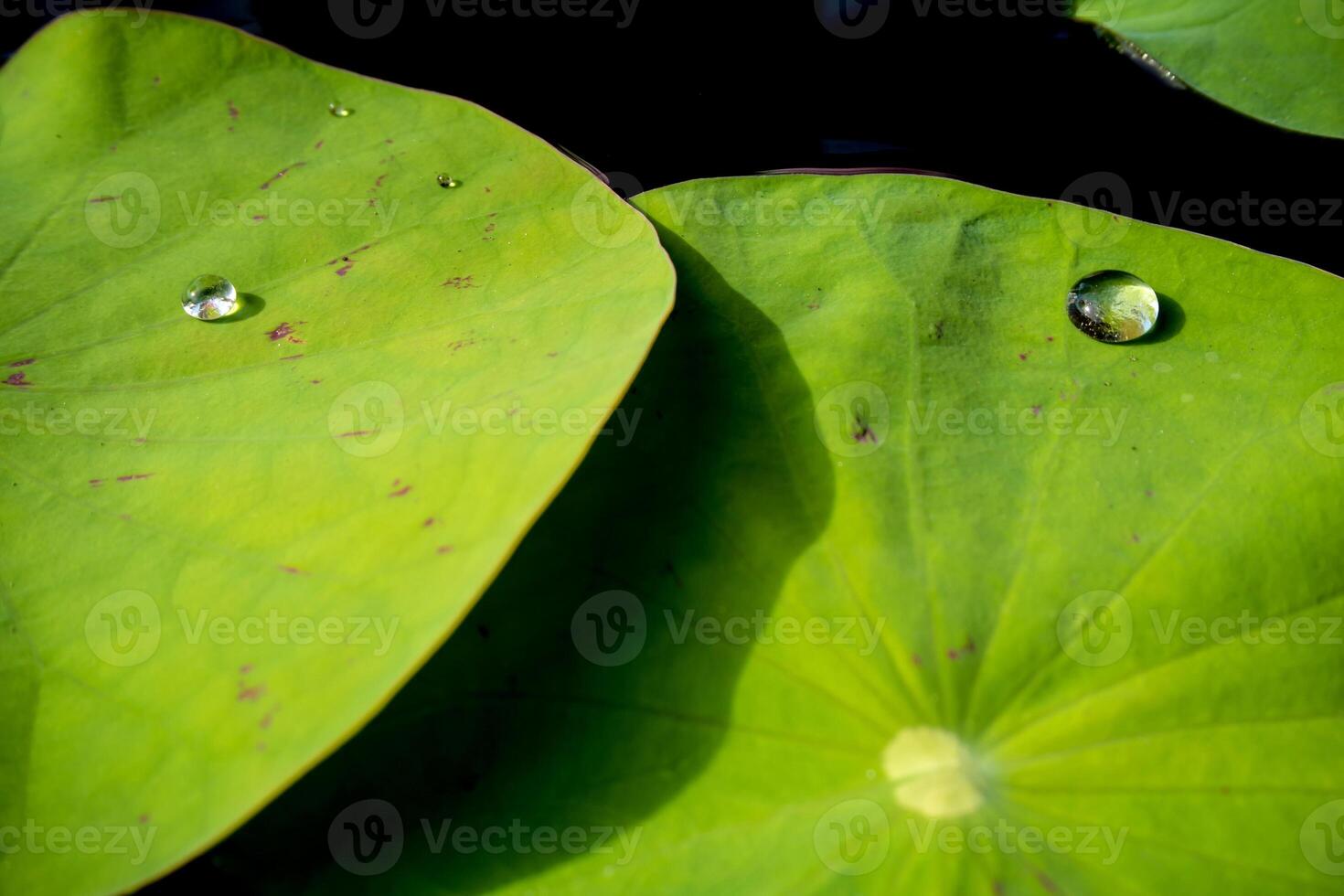 Water dew on lotus leaf photo