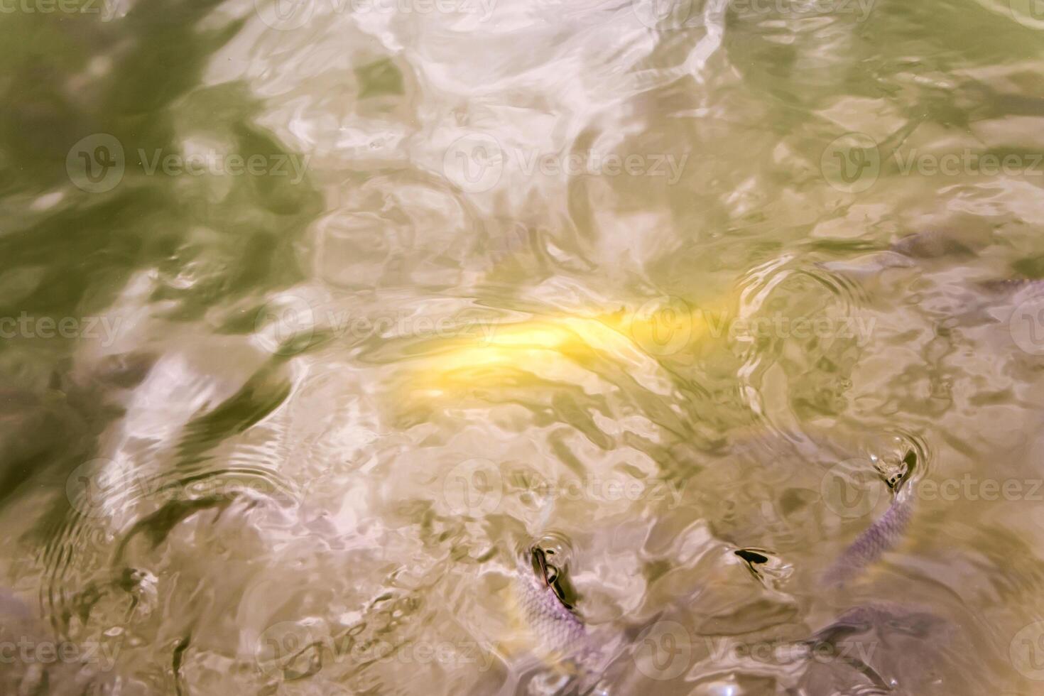 Surface movement of water by swimming fish photo