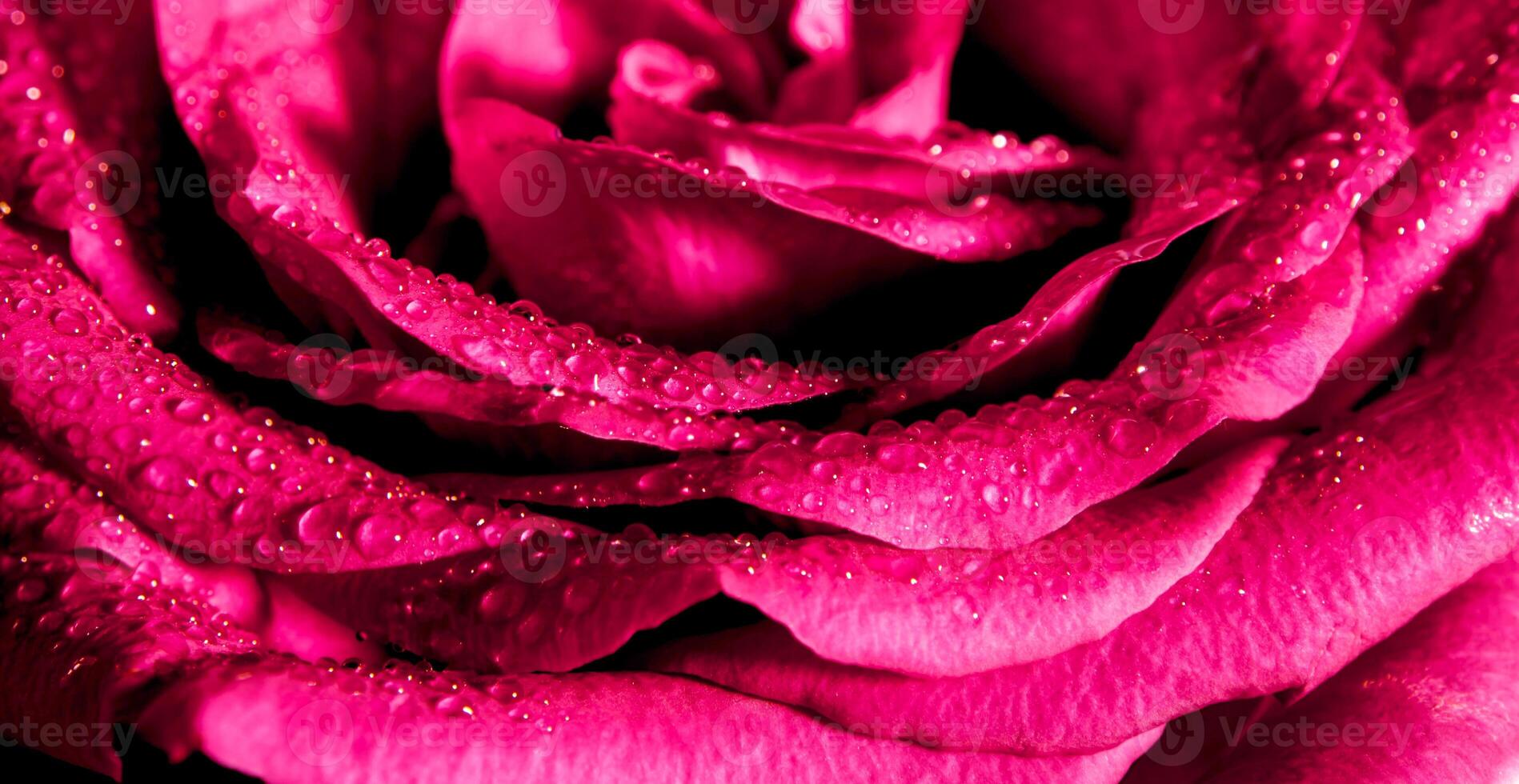 color dulce de rosa rosa, color romántico fondo floral natural foto