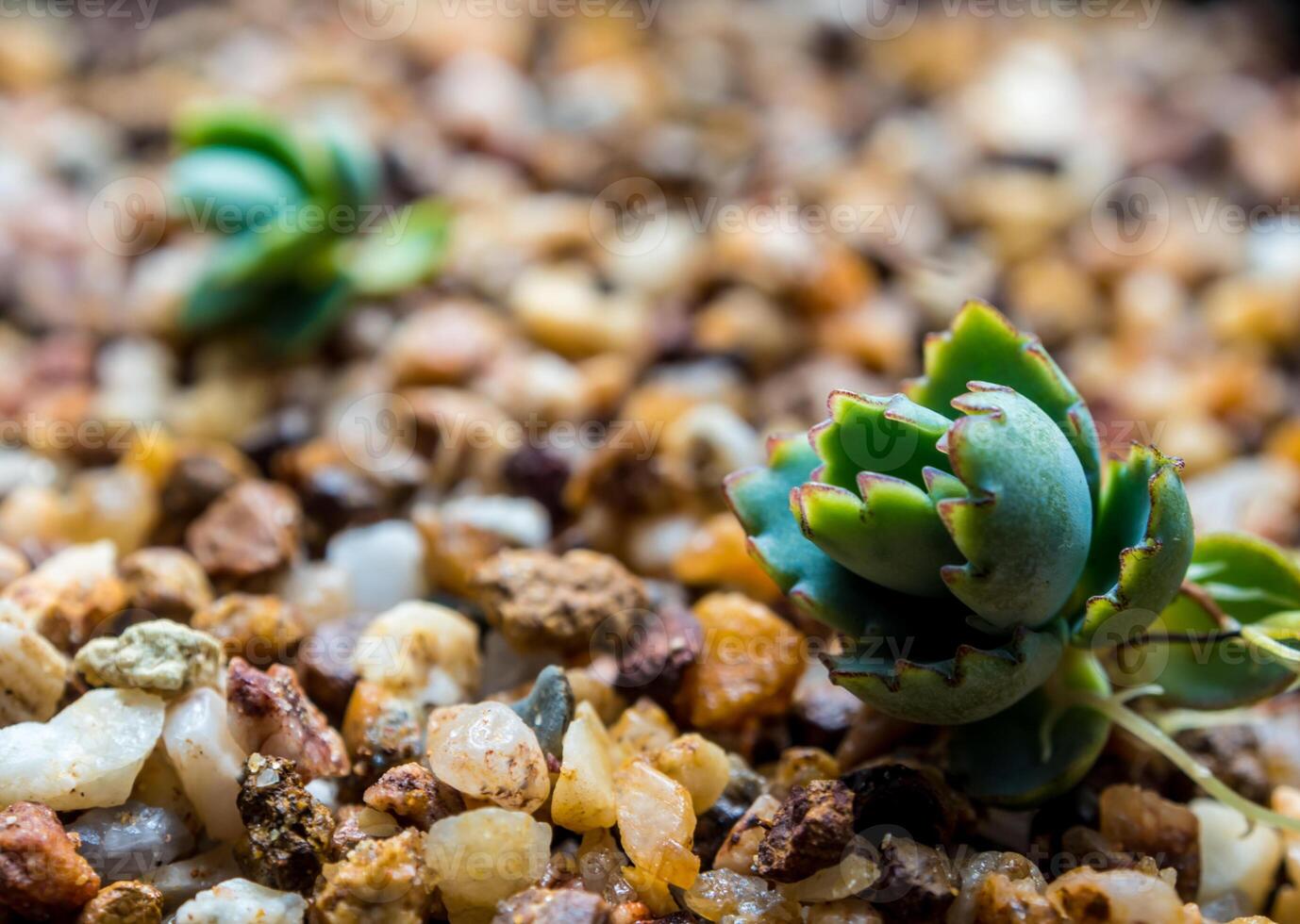 Small buds of kalanchoe fall and sprout up on the gravel photo