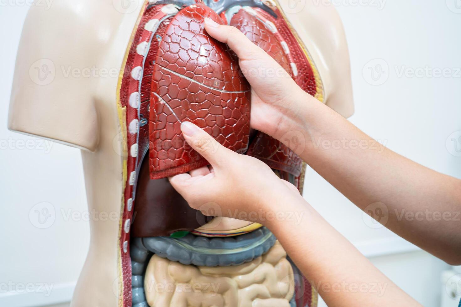 estudiante Adolescente aprendizaje anatomía biología con humano cuerpo modelo en salón de clases a alto escuela. foto