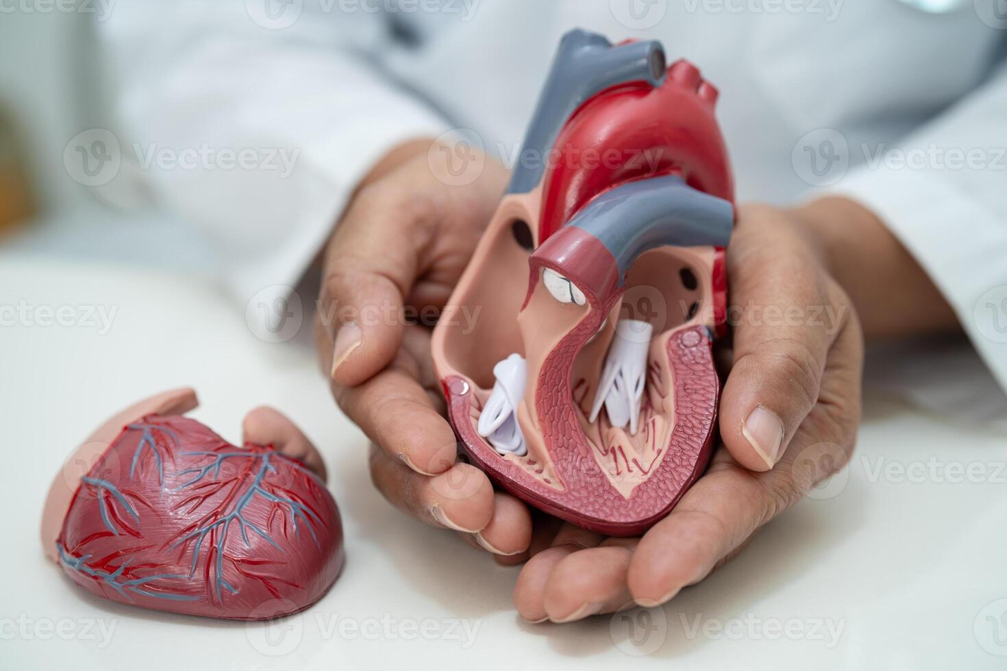 Cardiovascular disease CVD, Asian doctor holding human anatomy model for learn and treat heart disease. photo
