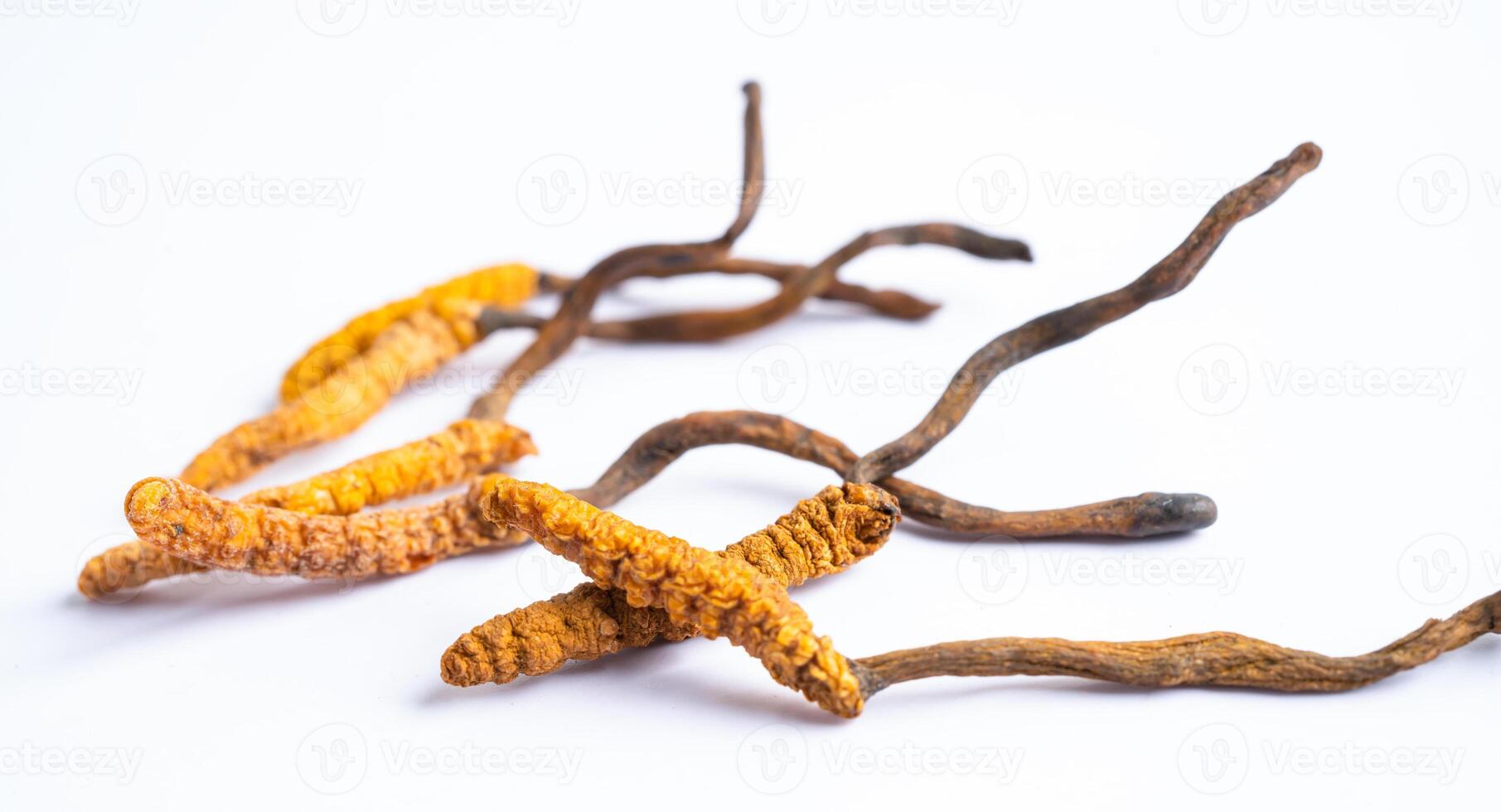 Cordyceps or Ophiocordyceps sinensis mushroom herb is fungus for used as medicine on white background. photo