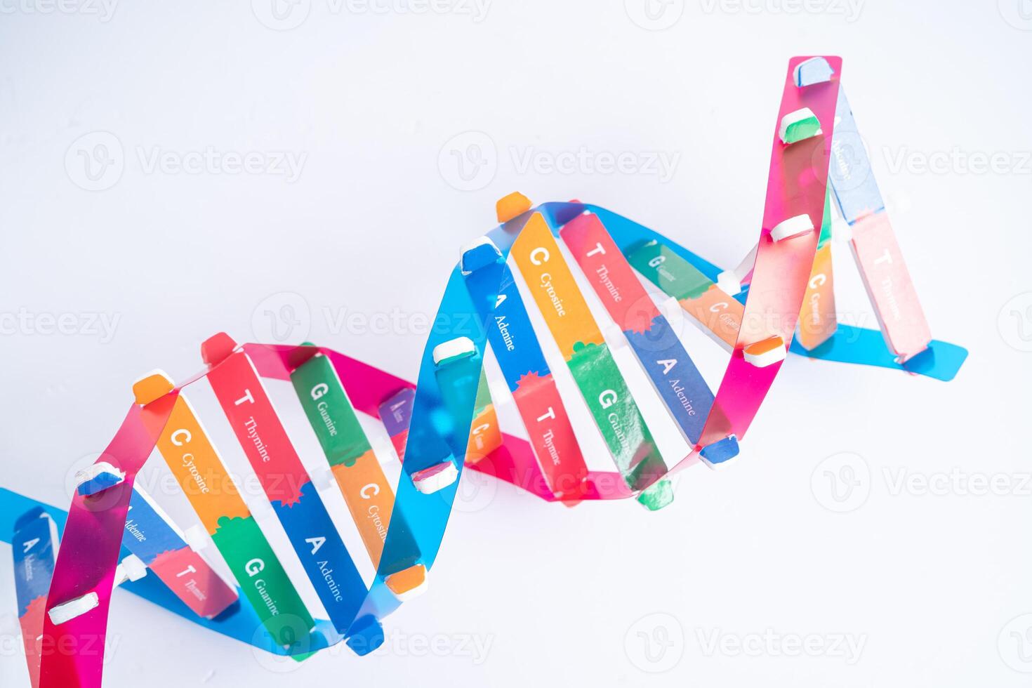 DNA or Deoxyribonucleic acid is a double helix chains structure formed by base pairs attached to a sugar phosphate backbone. photo