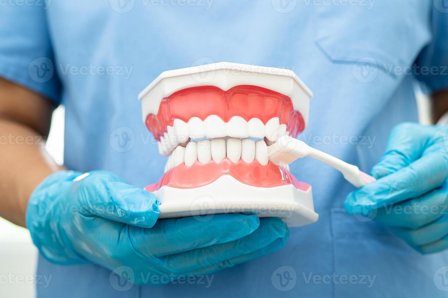 Asian dentist cleaning teeth of dental model with tooth brush for patient and studying about dentistry. photo