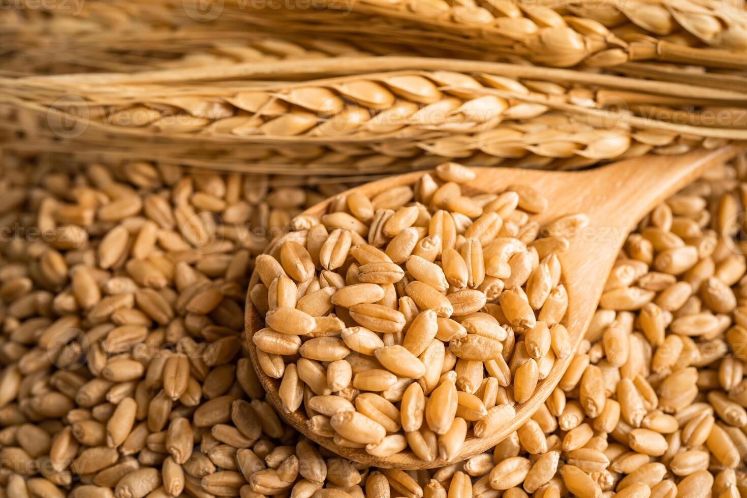 Grains wheat, trade export and economy concept. photo