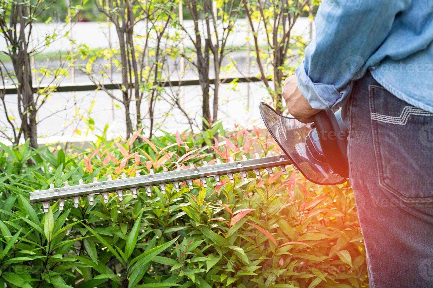Woman taking care and growing plants, Hobby planting home garden, ornamental pruning. photo