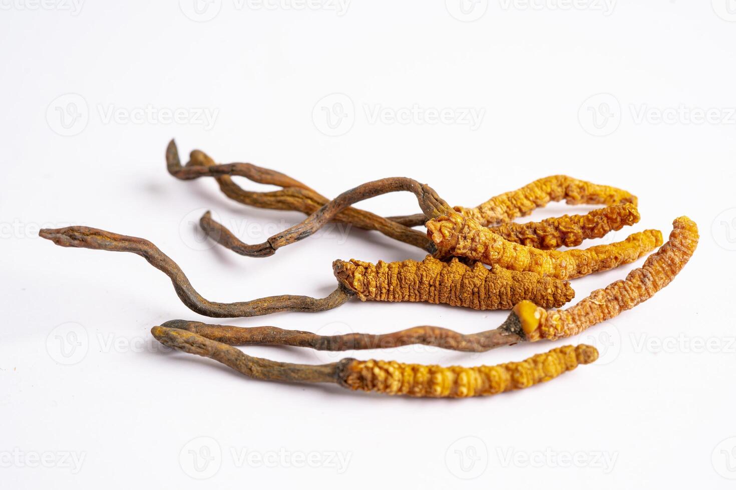 Cordyceps or Ophiocordyceps sinensis mushroom herb is fungus for used as medicine on white background. photo