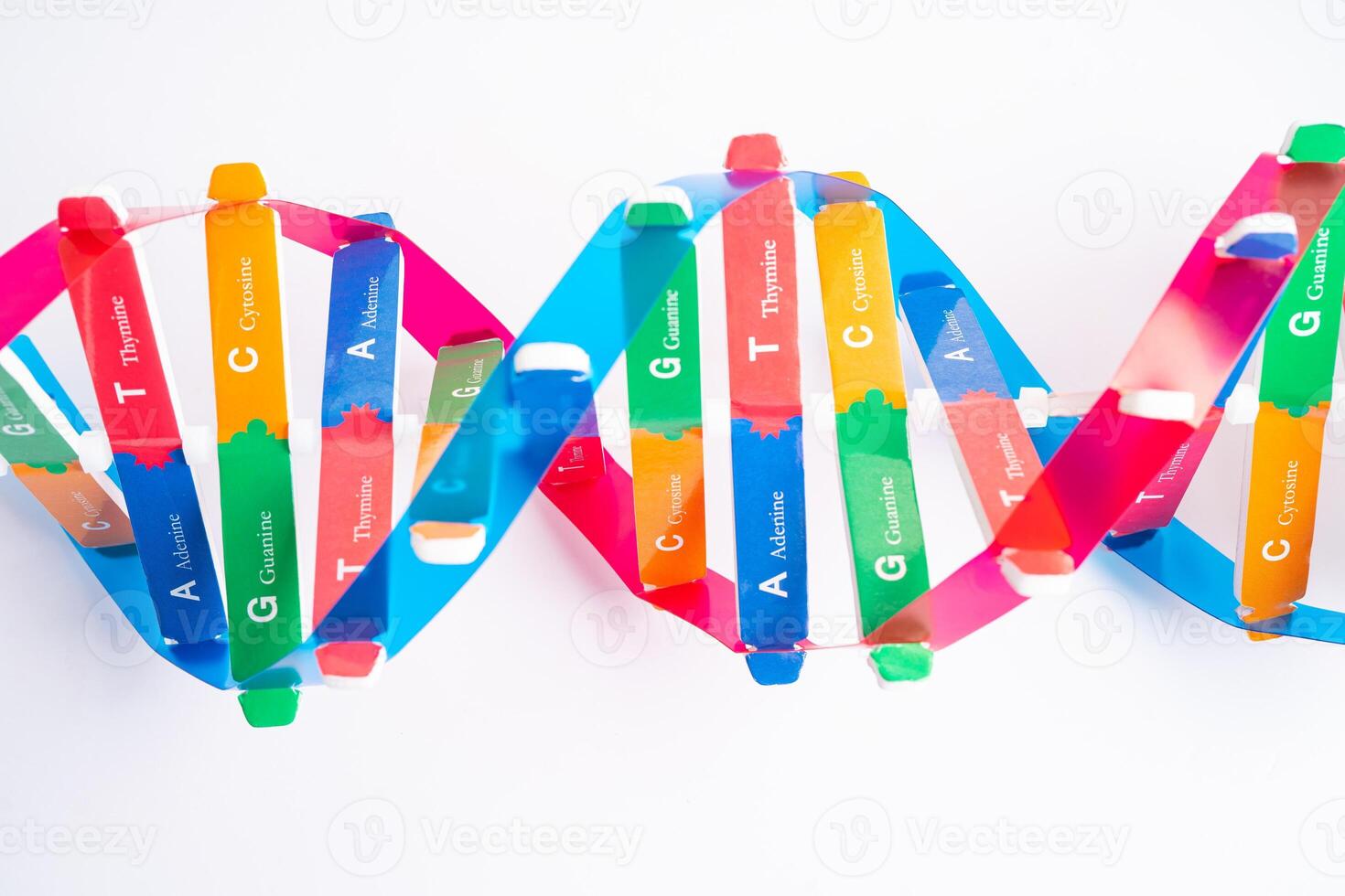 DNA or Deoxyribonucleic acid is a double helix chains structure formed by base pairs attached to a sugar phosphate backbone. photo