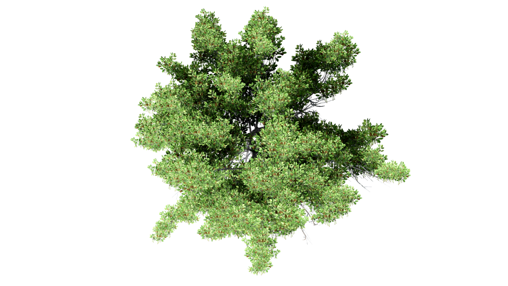 3D Top view Green Trees Isolated on PNGs transparent background , Use for visualization in architectural design or garden decorate