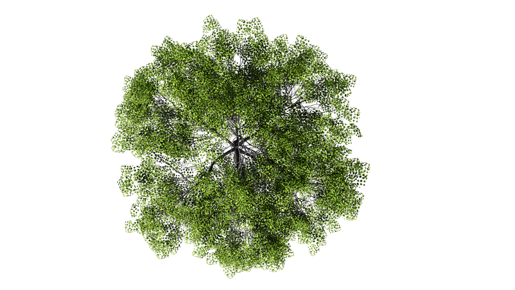 3d oben Aussicht Grün Bäume isoliert auf png transparent Hintergrund , verwenden zum Visualisierung im architektonisch Design oder Garten schmücken