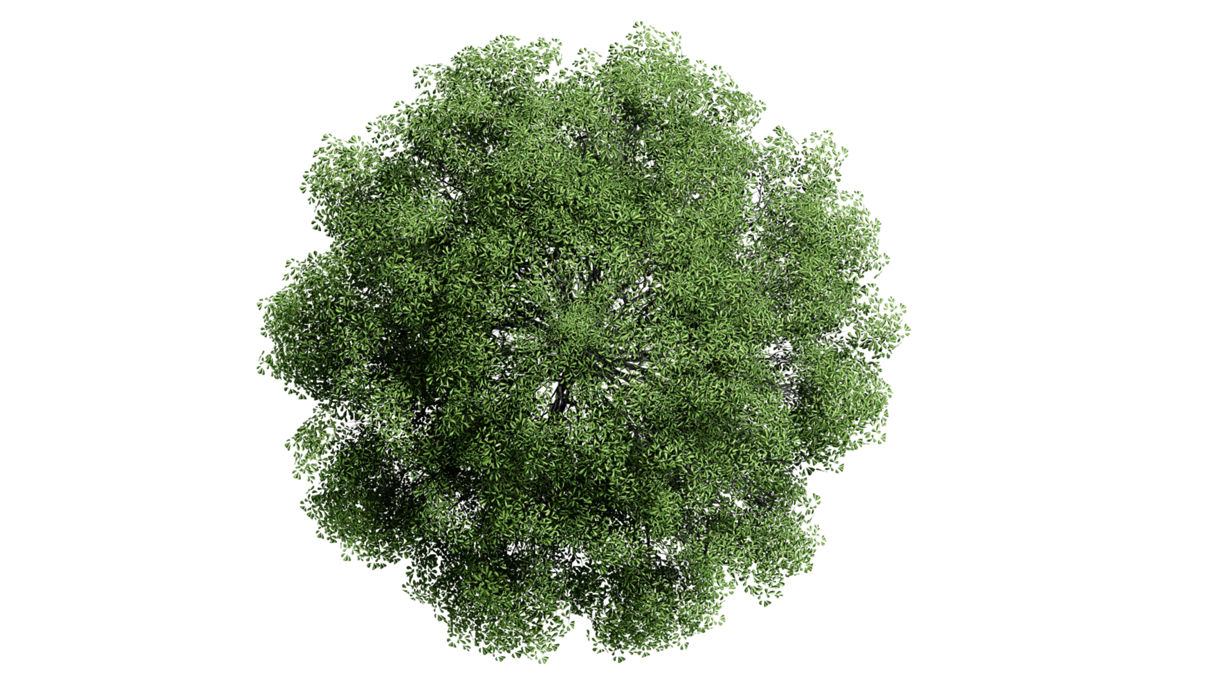 3D Top view Green Trees Isolated on PNGs transparent background , Use for visualization in architectural design or garden decorate