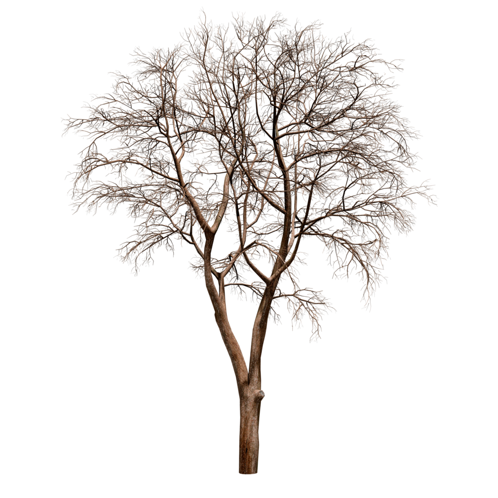 Beautiful 3D Trees Isolated on PNGs transparent background , Use for visualization in architectural design or garden decorate