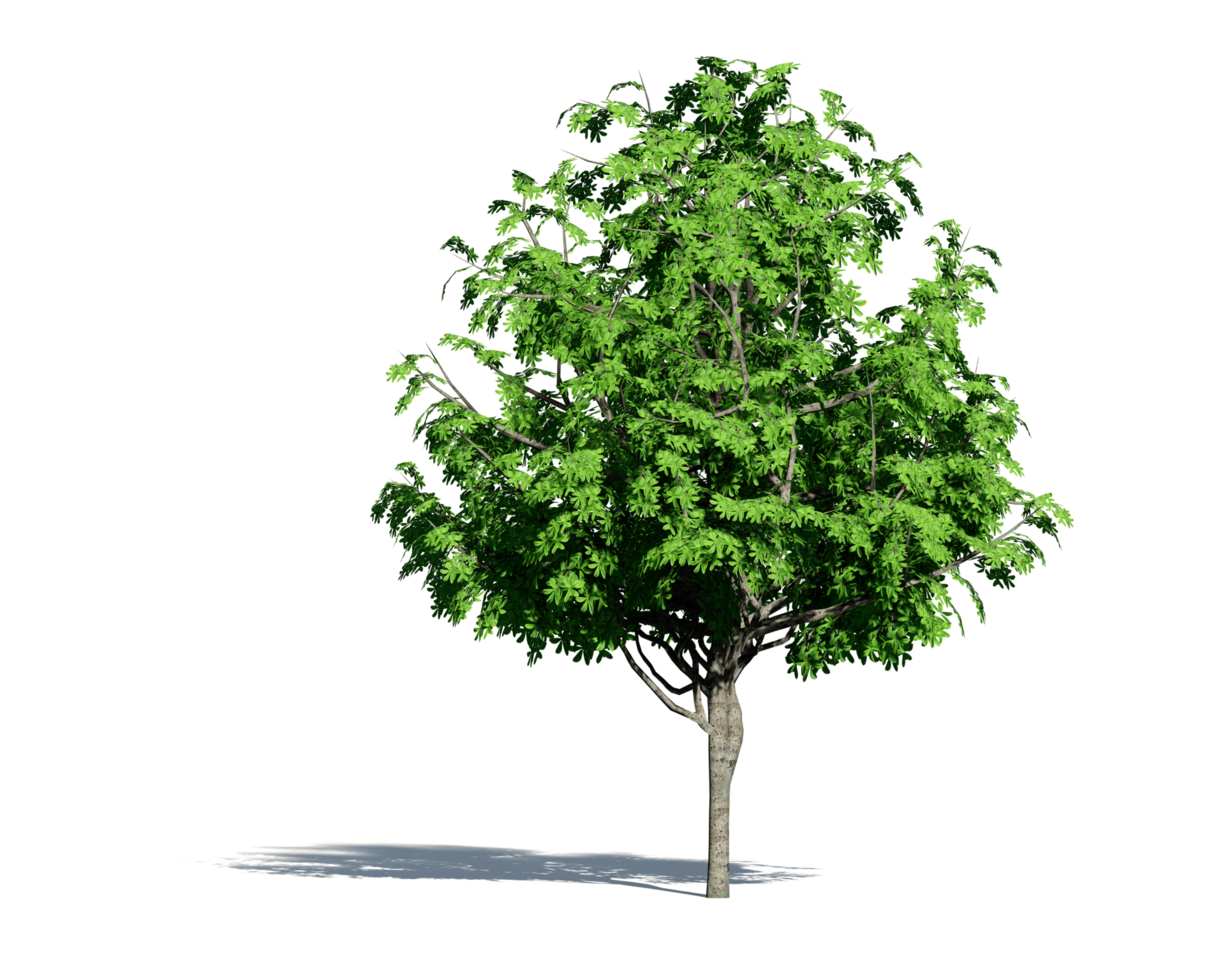 Beautiful 3D Trees Isolated on PNGs transparent background , Use for visualization in architectural design or garden decorate